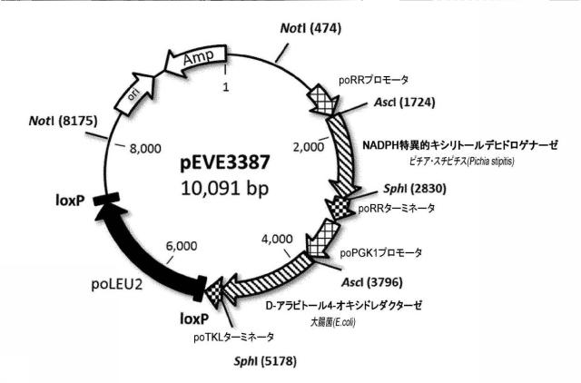 6537534-組換え株によるグルコースからのキシリトールの生産 図000085