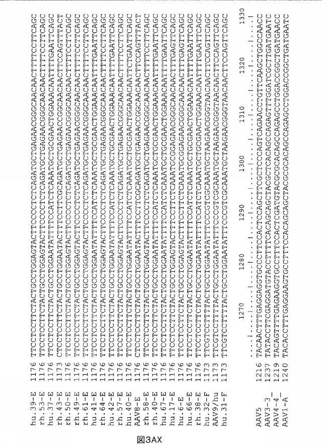 5797397-アデノ随伴ウイルス（ＡＡＶ）の同源系統群（クレイド）、配列、それらを含有するベクターおよびそれらの用途 図000086