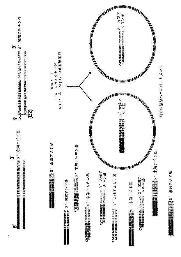 6910295-診断治療融合的な応用のための方法及びキット 図000086