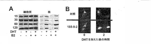 6023250-ジグリシドエーテル誘導体治療剤およびその使用方法 図000087
