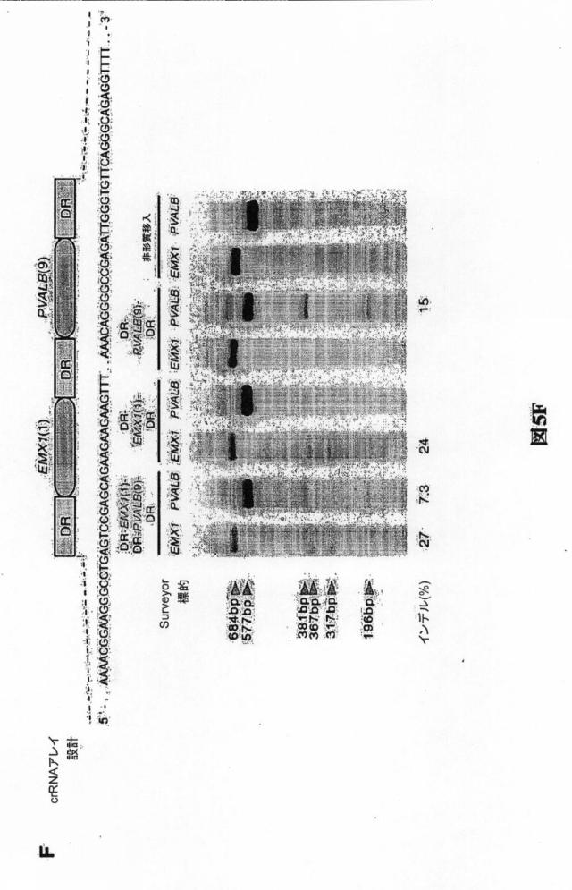 6203879-配列操作のための系、方法および最適化ガイド組成物のエンジニアリング 図000088