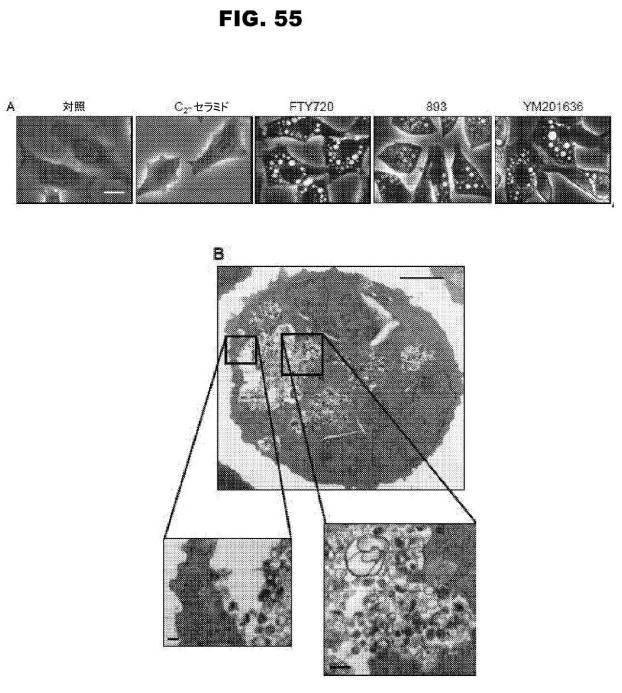 6853539-合成スフィンゴ脂質様分子、薬物、これらの合成方法、および処置方法 図000088