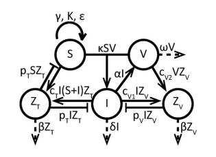 6961788-プログラム可能な腫瘍溶解性ウイルスワクチン系及びその適用 図000088