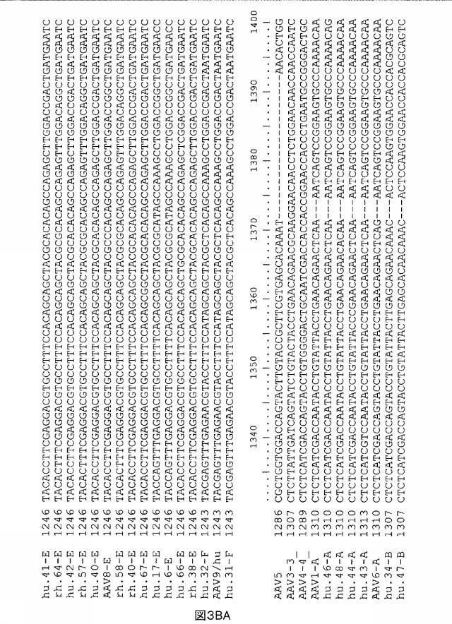 5797397-アデノ随伴ウイルス（ＡＡＶ）の同源系統群（クレイド）、配列、それらを含有するベクターおよびそれらの用途 図000089