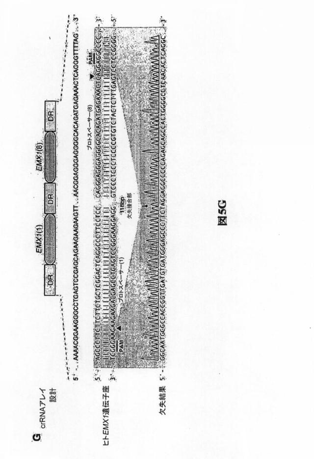 6203879-配列操作のための系、方法および最適化ガイド組成物のエンジニアリング 図000089