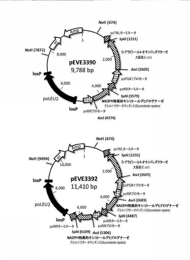 6537534-組換え株によるグルコースからのキシリトールの生産 図000089