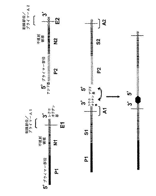 6910295-診断治療融合的な応用のための方法及びキット 図000089