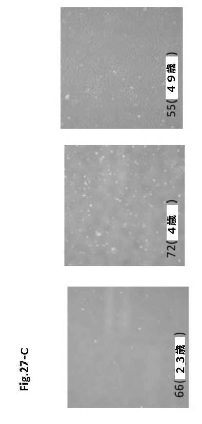 6954682-ヒト機能性角膜内皮細胞およびその応用 図000089