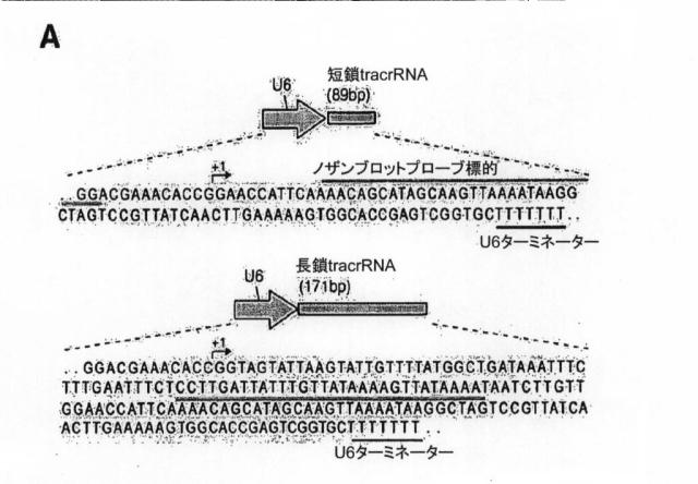 6203879-配列操作のための系、方法および最適化ガイド組成物のエンジニアリング 図000090