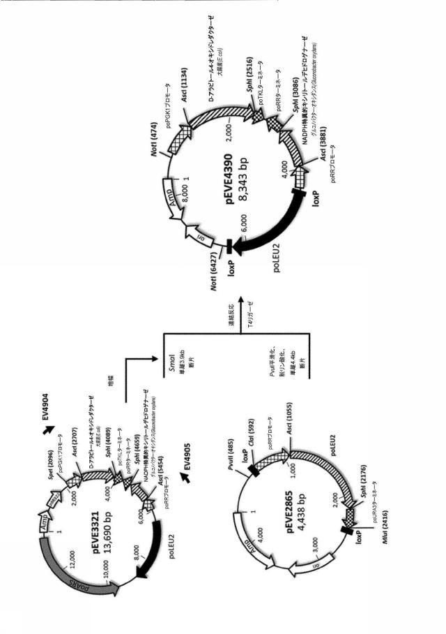 6537534-組換え株によるグルコースからのキシリトールの生産 図000090