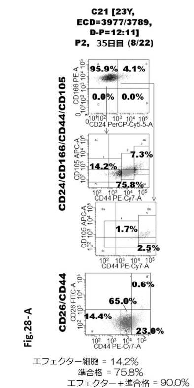 6954682-ヒト機能性角膜内皮細胞およびその応用 図000090