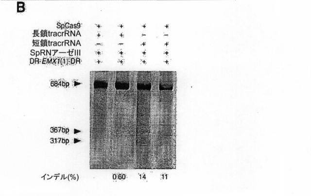 6203879-配列操作のための系、方法および最適化ガイド組成物のエンジニアリング 図000091