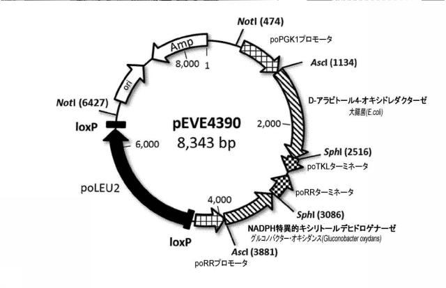 6537534-組換え株によるグルコースからのキシリトールの生産 図000091