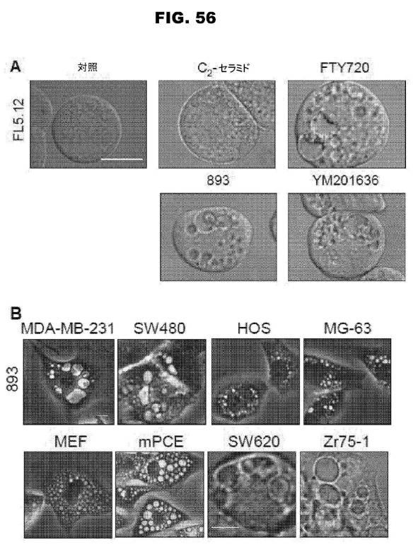 6853539-合成スフィンゴ脂質様分子、薬物、これらの合成方法、および処置方法 図000091