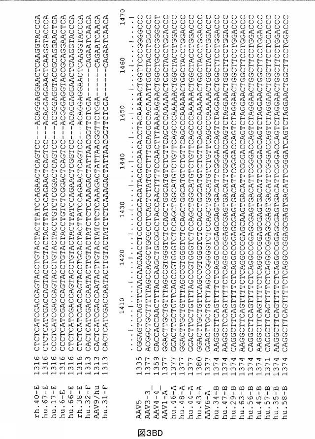 5797397-アデノ随伴ウイルス（ＡＡＶ）の同源系統群（クレイド）、配列、それらを含有するベクターおよびそれらの用途 図000092