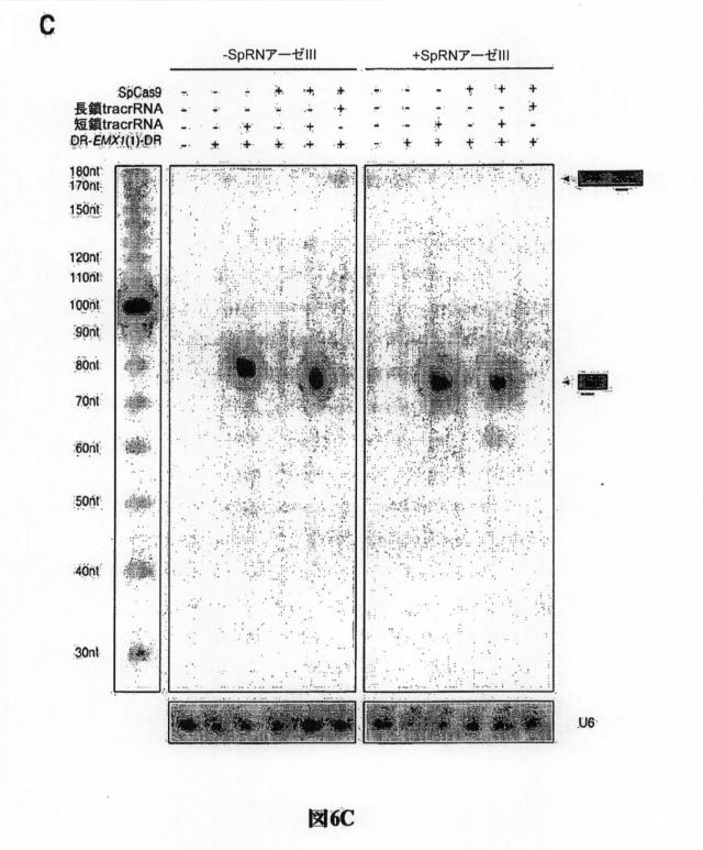 6203879-配列操作のための系、方法および最適化ガイド組成物のエンジニアリング 図000092