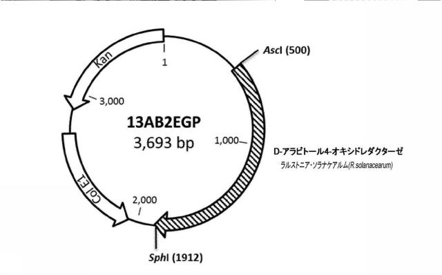 6537534-組換え株によるグルコースからのキシリトールの生産 図000092