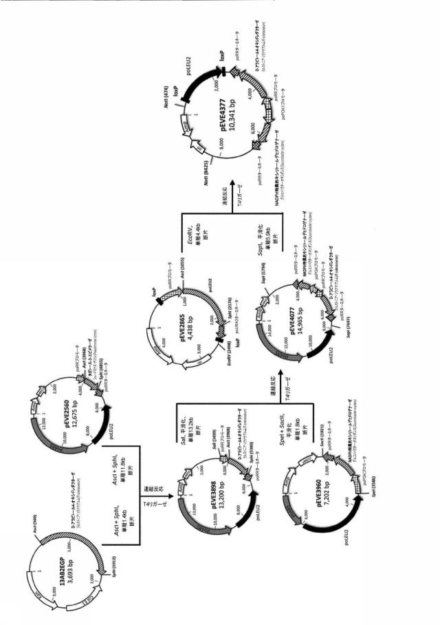 6537534-組換え株によるグルコースからのキシリトールの生産 図000093