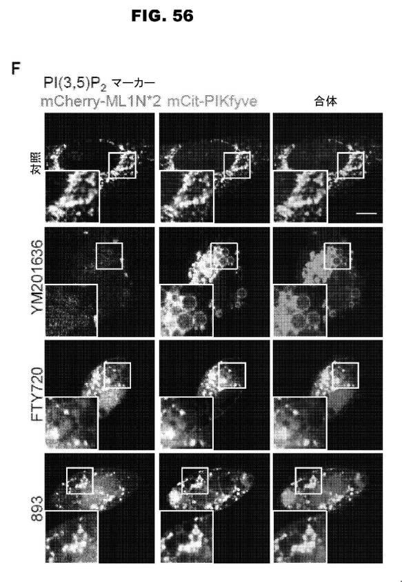 6853539-合成スフィンゴ脂質様分子、薬物、これらの合成方法、および処置方法 図000093