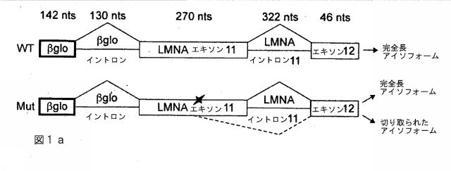 6149127-早期老化、特には早老症を治療する為に有用な化合物 図000094