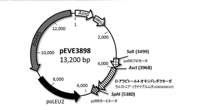 6537534-組換え株によるグルコースからのキシリトールの生産 図000094