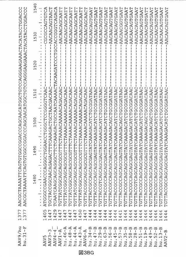 5797397-アデノ随伴ウイルス（ＡＡＶ）の同源系統群（クレイド）、配列、それらを含有するベクターおよびそれらの用途 図000095