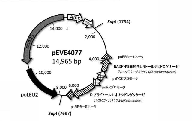 6537534-組換え株によるグルコースからのキシリトールの生産 図000095