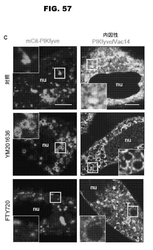 6853539-合成スフィンゴ脂質様分子、薬物、これらの合成方法、および処置方法 図000095