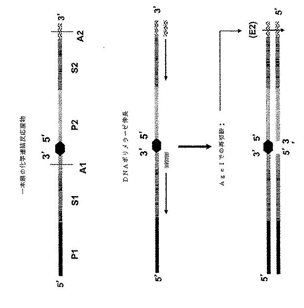 6910295-診断治療融合的な応用のための方法及びキット 図000095