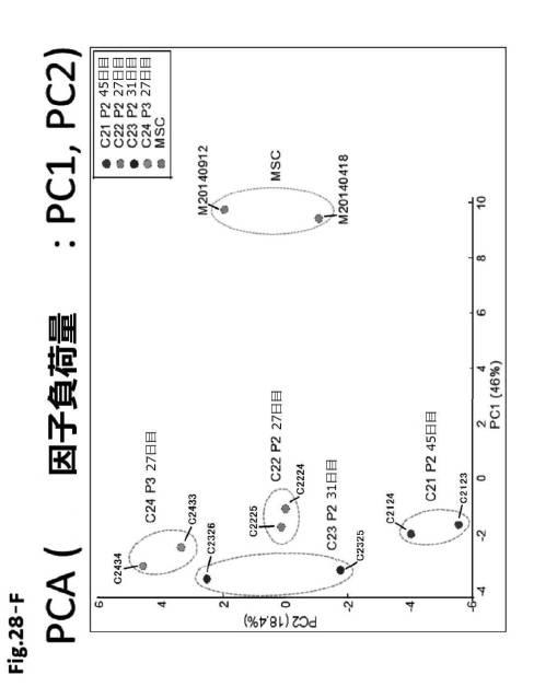 6954682-ヒト機能性角膜内皮細胞およびその応用 図000095