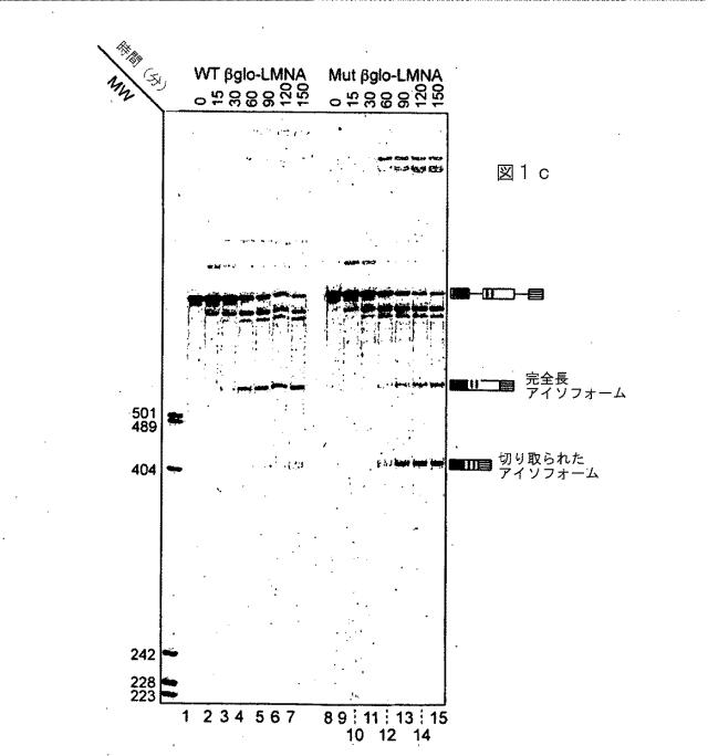 6149127-早期老化、特には早老症を治療する為に有用な化合物 図000096