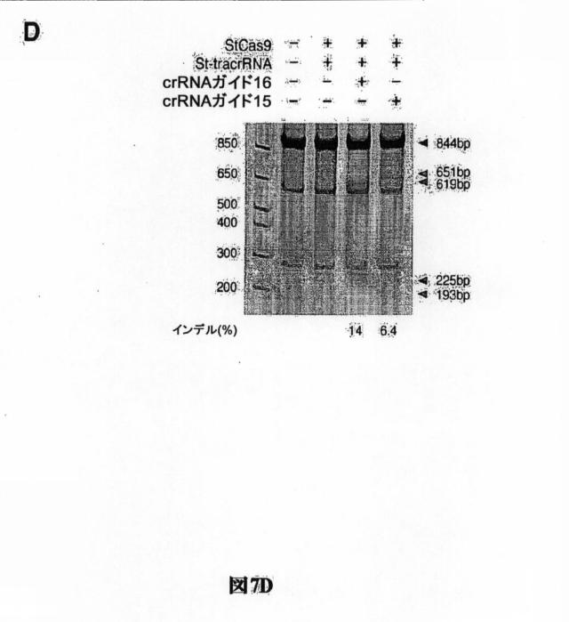 6203879-配列操作のための系、方法および最適化ガイド組成物のエンジニアリング 図000096