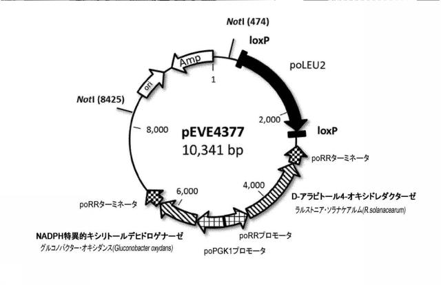 6537534-組換え株によるグルコースからのキシリトールの生産 図000096