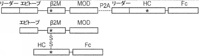 6652680-ｓｙｎＴａｃポリペプチド及びその使用 図000096