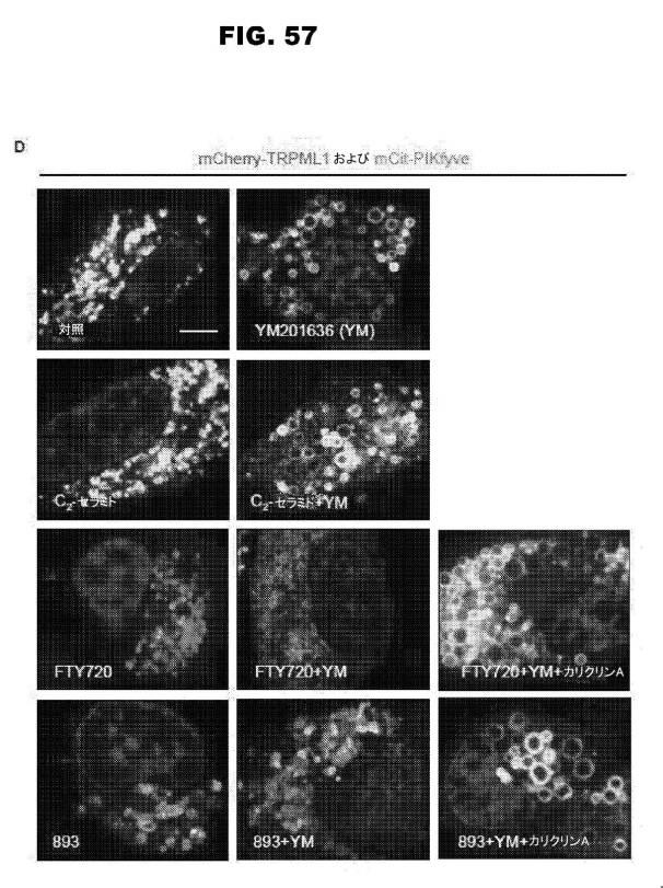 6853539-合成スフィンゴ脂質様分子、薬物、これらの合成方法、および処置方法 図000096