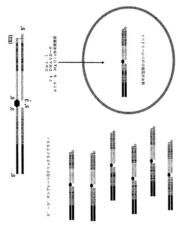 6910295-診断治療融合的な応用のための方法及びキット 図000096