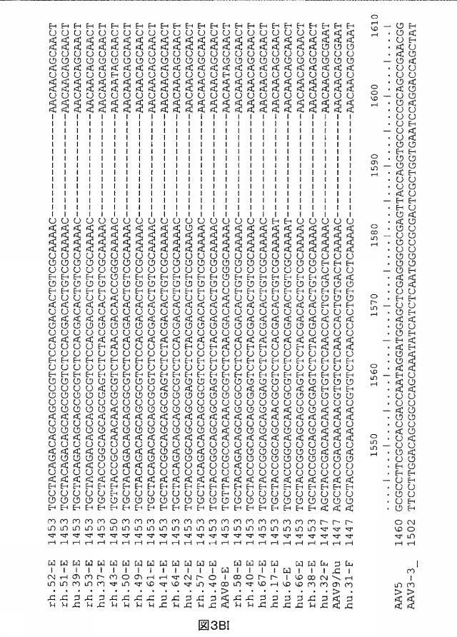 5797397-アデノ随伴ウイルス（ＡＡＶ）の同源系統群（クレイド）、配列、それらを含有するベクターおよびそれらの用途 図000097