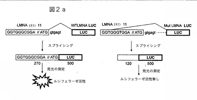 6149127-早期老化、特には早老症を治療する為に有用な化合物 図000097