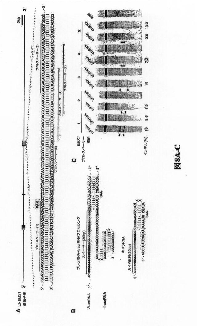 6203879-配列操作のための系、方法および最適化ガイド組成物のエンジニアリング 図000097