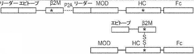 6652680-ｓｙｎＴａｃポリペプチド及びその使用 図000097