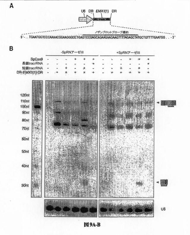 6203879-配列操作のための系、方法および最適化ガイド組成物のエンジニアリング 図000098