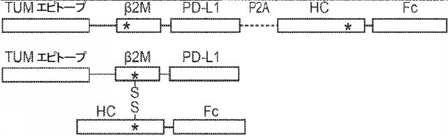 6652680-ｓｙｎＴａｃポリペプチド及びその使用 図000098