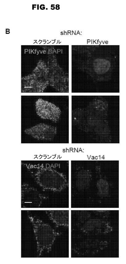 6853539-合成スフィンゴ脂質様分子、薬物、これらの合成方法、および処置方法 図000098