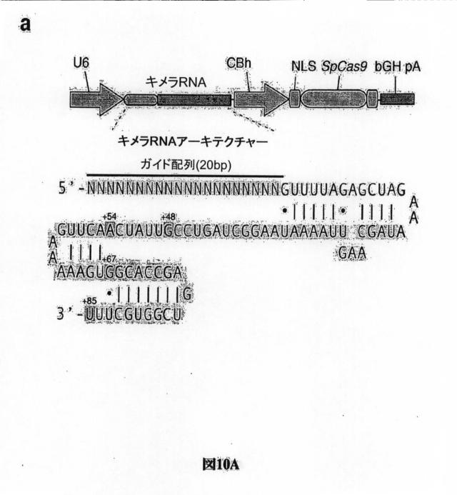 6203879-配列操作のための系、方法および最適化ガイド組成物のエンジニアリング 図000099