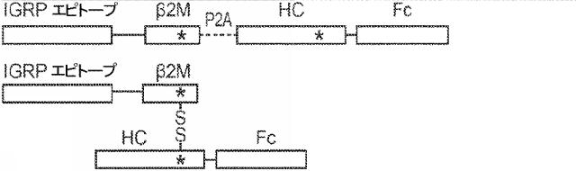 6652680-ｓｙｎＴａｃポリペプチド及びその使用 図000099