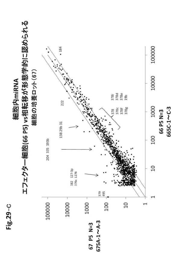 6954682-ヒト機能性角膜内皮細胞およびその応用 図000100