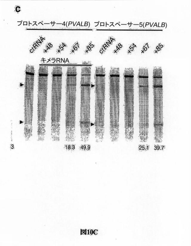 6203879-配列操作のための系、方法および最適化ガイド組成物のエンジニアリング 図000101