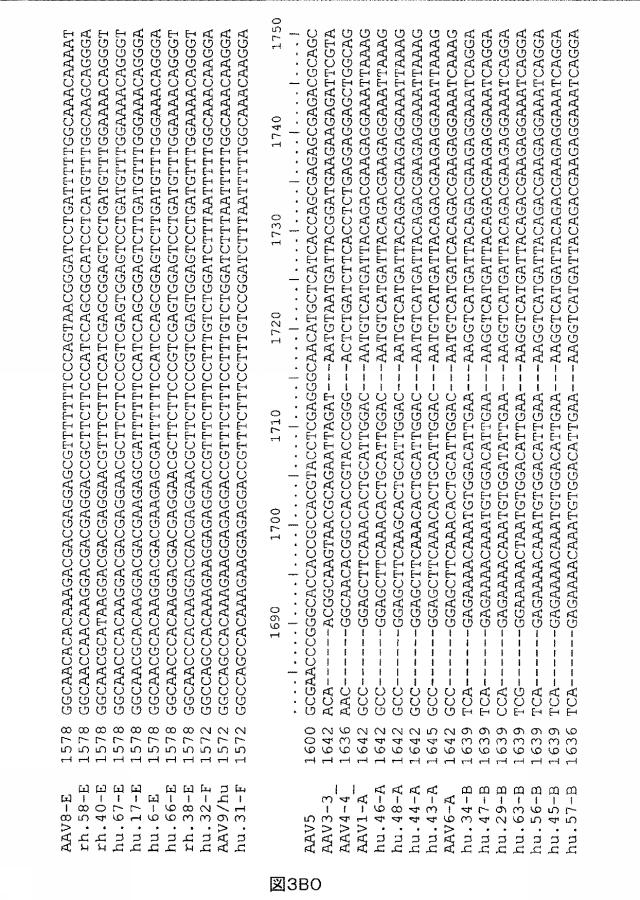 5797397-アデノ随伴ウイルス（ＡＡＶ）の同源系統群（クレイド）、配列、それらを含有するベクターおよびそれらの用途 図000103