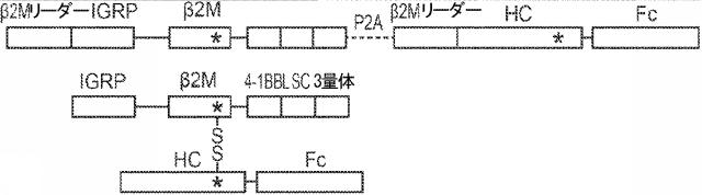 6652680-ｓｙｎＴａｃポリペプチド及びその使用 図000103