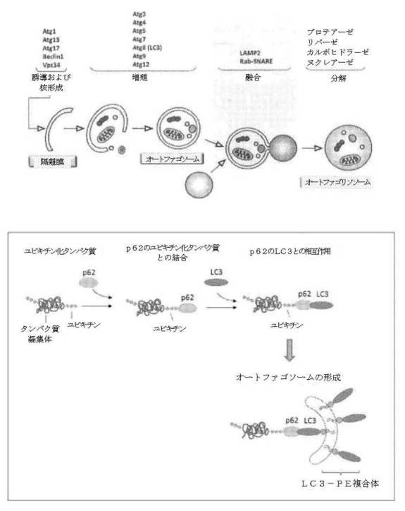 6422163-ウロリチンまたはその前駆体の投与によるオートファジーの増強または寿命の延長 図000104
